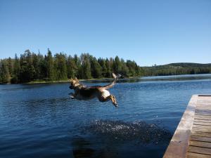 ベングスフォッシュにあるStuga Höglund 3の水に飛び込む犬