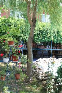 a tree in a garden with chairs and plants at Hotel Vila Alex in Costinesti