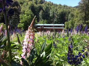 Gallery image of Hotel Boutique Nalcas in Malalcahuello