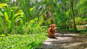 Ospiti di Good Karma con animali domestici