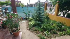Zahrada ubytování Casa Antonia