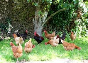 Altri animali domestici presso l'affittacamere o nei dintorni