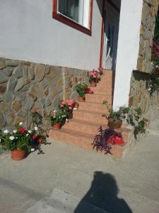 a bunch of potted plants on a stair case at Pensiunea Agroturistica Ioana in Brăduleţ