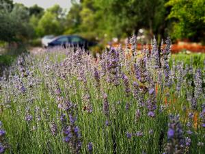 Apartments Basina في Vrbanj: حقل من الزهور الأرجوانية في الحديقة