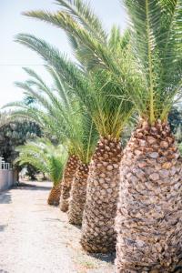 a row of palm trees in a row at Ktima Tzaneti in Lachania