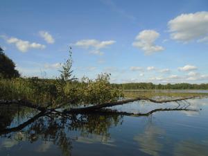 a tree in the middle of a body of water at Ferienhaus nahe vom Weissen See in Wesenberg