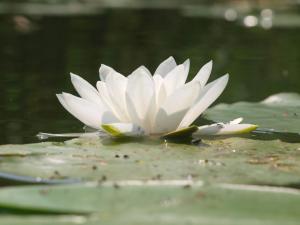 a white water lily sitting on top of a pond at Ferienhaus nahe vom Weissen See in Wesenberg