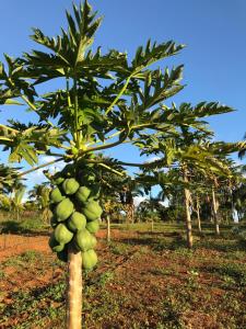 Fotografie z fotogalerie ubytování La Vieille Cheminée, Tropical Farm & Eco-Lodges v destinaci Chamarel