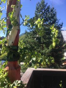 Zahrada ubytování WildeGams Gasthof und Brauerei