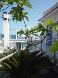 un albero sul balcone di un edificio di B&B Conca del Faro a Mattinata