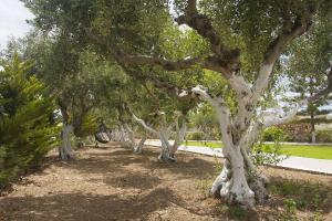 a row of trees in a park with a sidewalk at Doukissa Hotel - Parikia Town Centre in Parikia