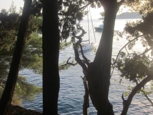 a view of the water through the trees at Apartments Danilo Kažanegra in Sveti Stefan