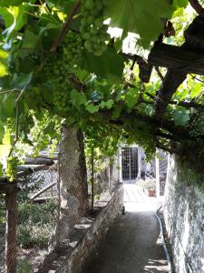 un tunnel rempli de nombreux raisins verts dans l'établissement Casa Clotide, à Maiori