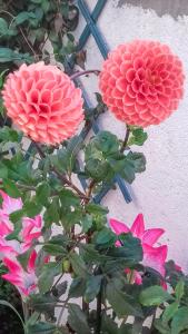 two red flowers are next to a plant at Apartments Kastelani in Komiža