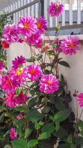 Fotografia z galérie ubytovania Apartments Kastelani v destinácii Komiža + 66 fotografií