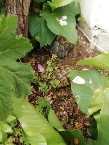 a turtle is sitting in a plant at South Beach Villa in Sinemorets