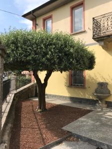 a tree in front of a building at Casa Patrizia in Gravellona Toce