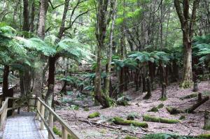 a wooden path in a forest with trees at Wallace Lodge - PID-STRA-16871 in Braidwood