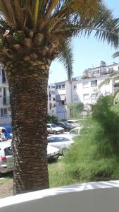 a palm tree next to a parking lot with cars at Apartment Marsala Tita in Bar