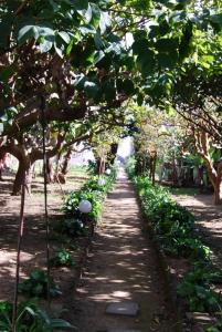 a garden with a row of trees and a dirt road at Casa Vitoriana in Ponta Delgada