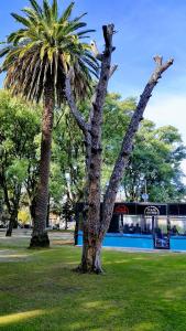 two palm trees in a park next to a building at Luminoso Monoambiente Zona Universitaria 5to piso in La Plata