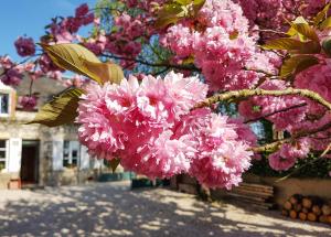 a bunch of pink flowers hanging from a tree at Clos des Ormes in Jargeau