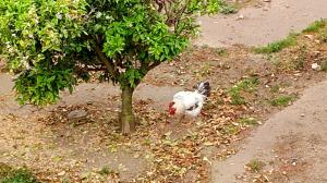 La Caseta del Pitxo kisállat-vendégei