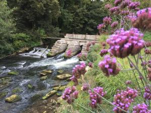 a stream with pink flowers in front of a bridge at residence brainoise 2 in Braine
