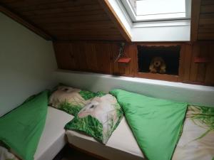 a dog is looking out of a window in a boat at Apartma PR PEKOVCU in Bohinj