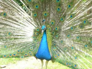 a peacock with its feathers out displaying at Villa Tranquillité in Rohan