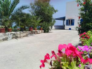 a courtyard with pink flowers and a building at Belvedere Tramontana in Ustica