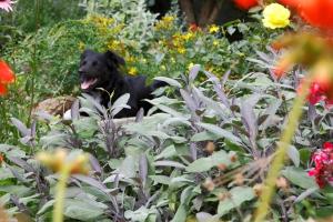 Gallery image of Bärnsteinhof - Gasthof mit Herz in Aigen im Mühlkreis