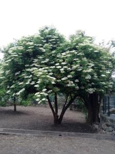 a tree with white flowers on it in a park at Garden House Ramalde in Porto