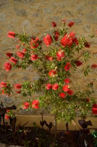 A garden outside Castelli Olive Press