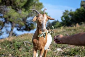 a person feeding a goat with a plant in his hand at Mando Beachfront in Stafylos