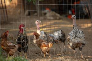 a group of chickens behind a wire fence at Mando Beachfront in Stafylos