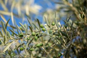 a bunch of green berries on a tree branch at Mando Beachfront in Stafylos