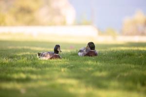 two ducks laying in the grass in a field at Mando Beachfront in Stafylos
