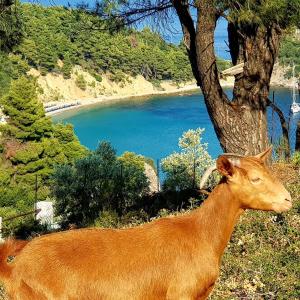 a brown cow standing next to a tree next to a lake at Mando Beachfront in Stafylos