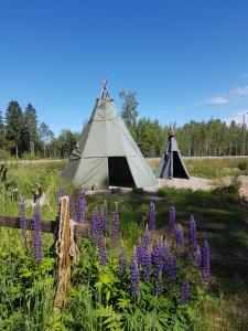 a group of tents in a field with purple flowers at Guesthouse Torppa in Korkeakoski