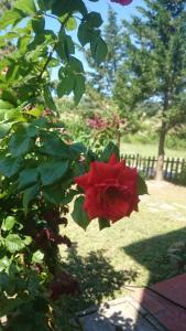 Country House La Collina di Bargiano - Casa Raffaella外面的花园
