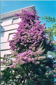 un árbol con flores púrpuras en un lado de un edificio en Hotel Rigobello, en Riccione