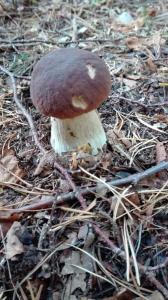 Fotografia z galérie ubytovania Domek Letniskowy "Domek Lawendowy" v destinácii Pisz