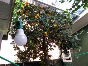 Hospedagem Da Laranjeira Gramado في غرامادو: شجرة برتقال في منزل به ضوء
