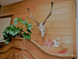 a wall with a skull and a plant on a shelf at Hotel Hohe Tauern in Matrei in Osttirol