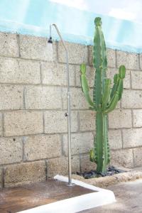 a green cactus sitting next to a brick wall at Casa Jable Roja in Adeje