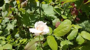 レフカダにあるCasa Dinaの緑葉の白花
