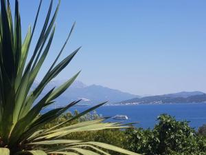 a palm tree with a view of the ocean at Apartments and Bungalows Mimoza Baošići in Herceg-Novi