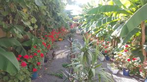 Giardino di Guest House Cico