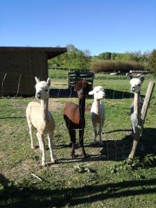 a group of animals standing next to a fence at Mühlenhof in Stadtkyll